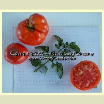 'Waratah' dwarf tomatoes.