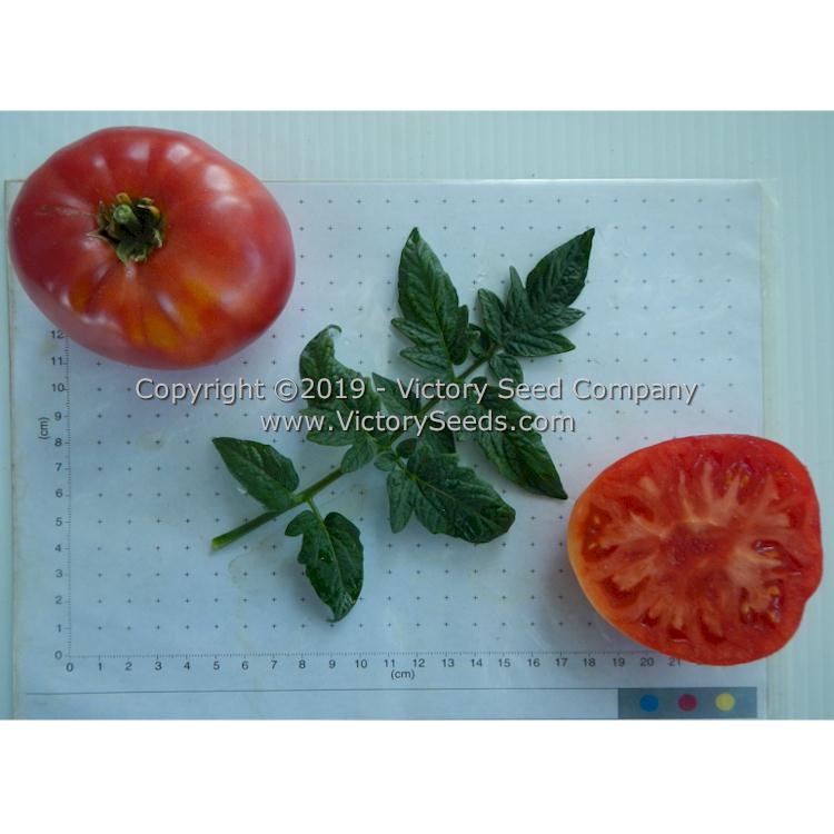 'Waverley' tomatoes.