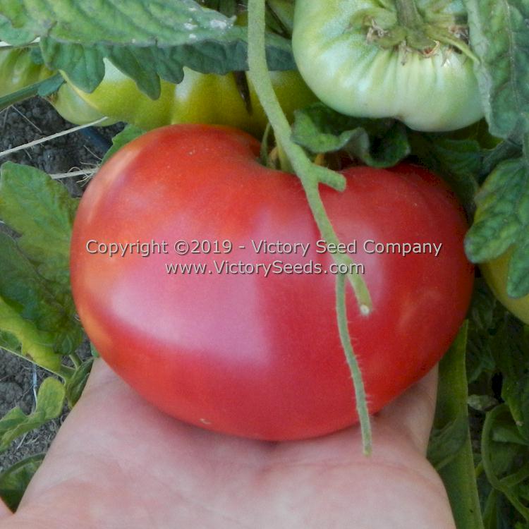 'Waverley' tomato.