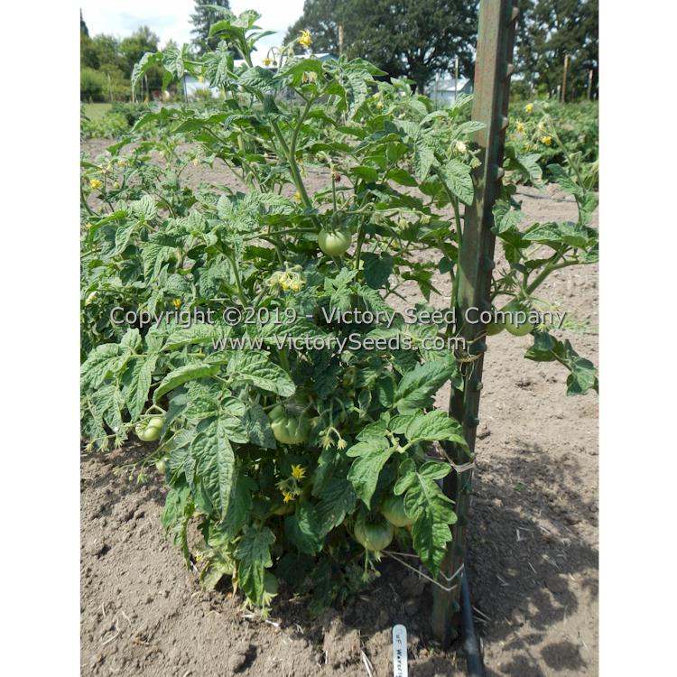 'Waverley' tomato plant.