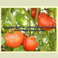 'Wayahead' tomatoes.