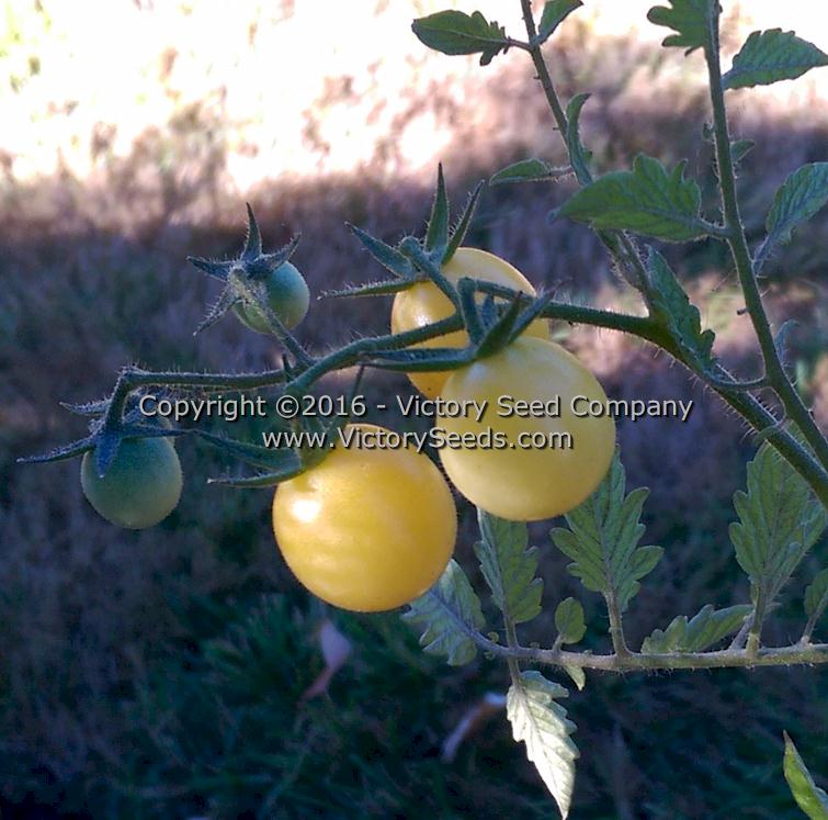 'White Cherry' tomatoes.