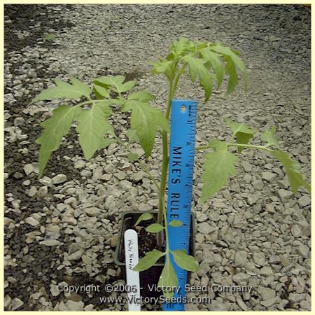 'White Wonder' tomato seedling.