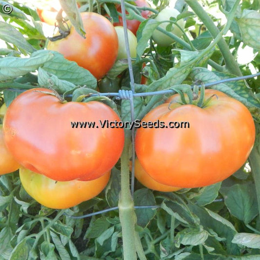 'Willamette' tomatoes.
