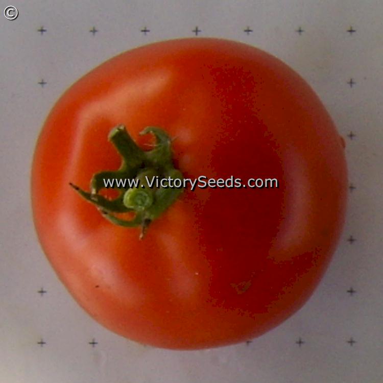 'Willamette' tomato.