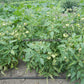 'Willamette' tomato plants.