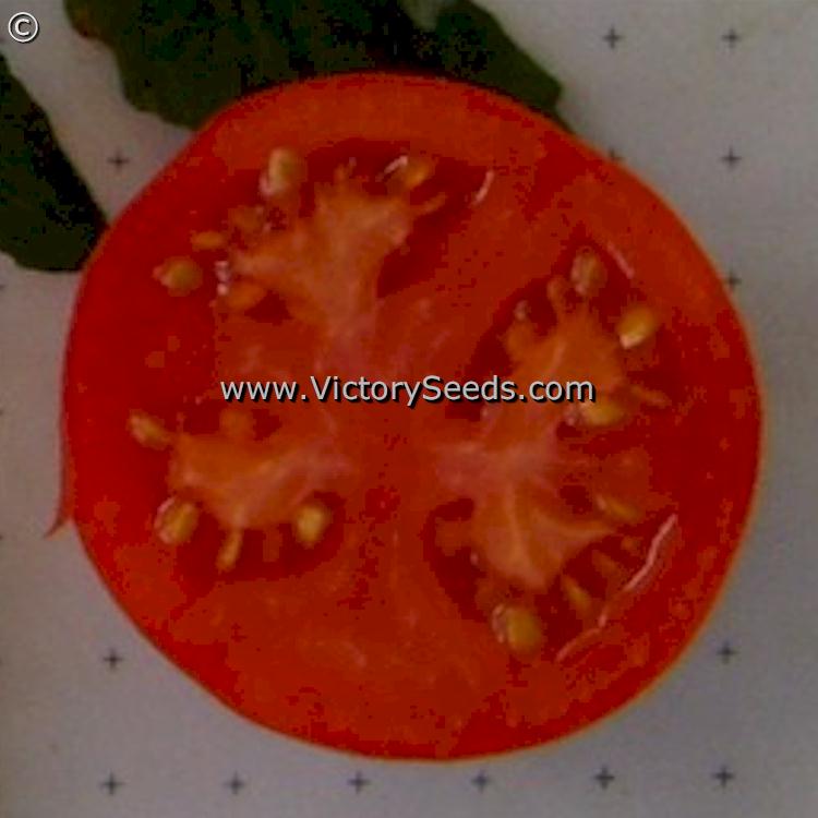 'Willamette' tomato slice.