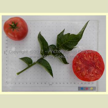 'Willias Cariboo Rose' tomatoes.