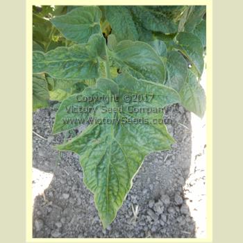 'Willias Cariboo Rose' tomato leaf close-up.
