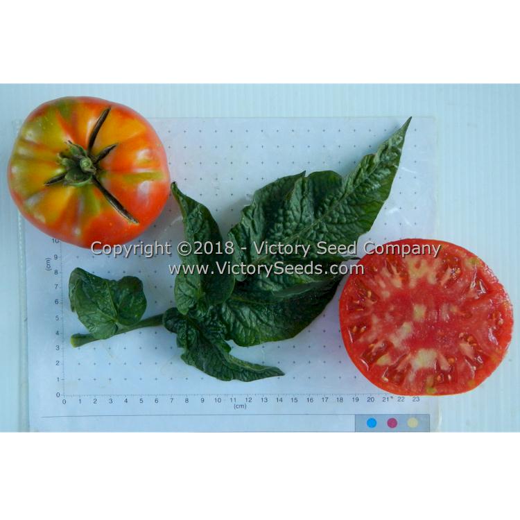 'Wilpena' tomatoes.