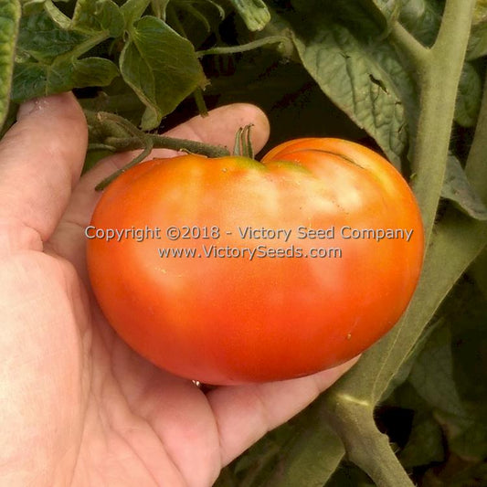 'Wilpena' tomato.
