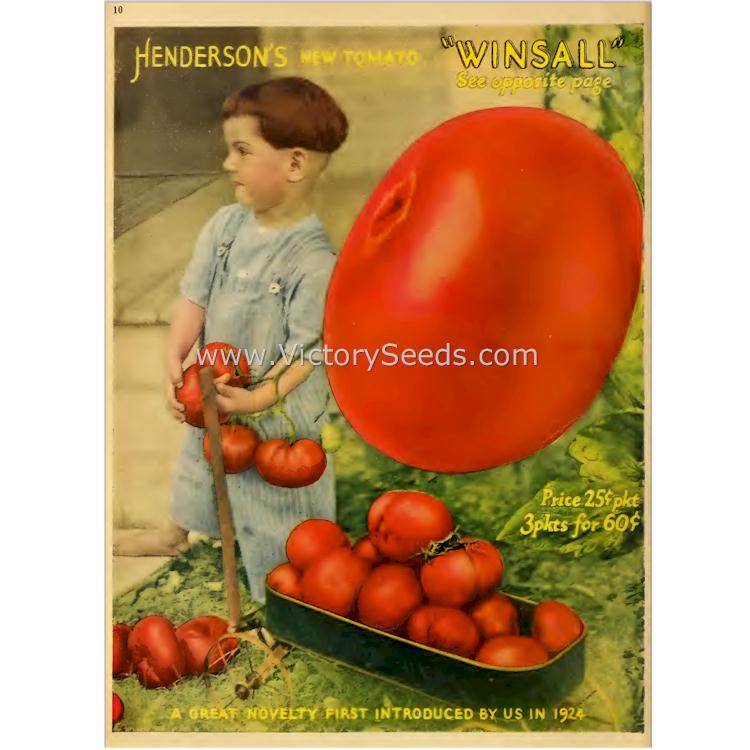 An image of 'Winsall' tomatoes from the 1927 Henderson catalog.