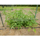 'Winsall' (aka Henderson's Winsall) tomato plants.