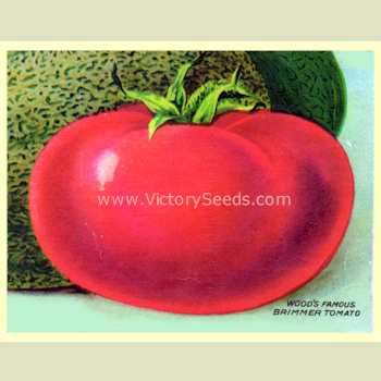 'Wood's Famous Brimmer' tomato from the 1916, T. W. Wood & Sons seed catalog.