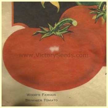 'Wood's Famous Brimmer' tomato from the 1930, T. W. Wood & Sons seed catalog.