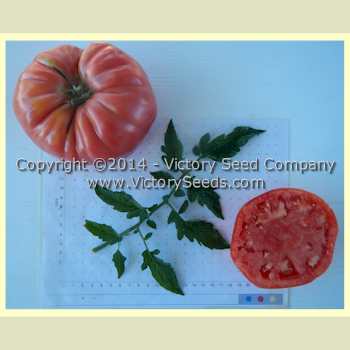 'Wood's Famous Brimmer' tomato.