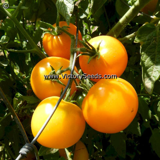 'Yellow Ailsa Craig' tomatoes.