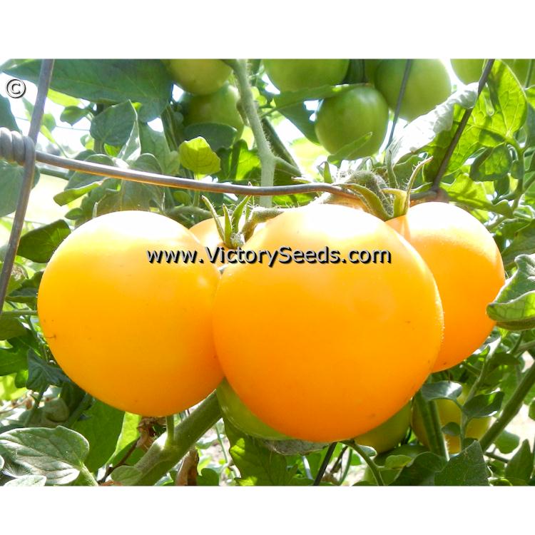 'Yellow Ailsa Craig' tomatoes.