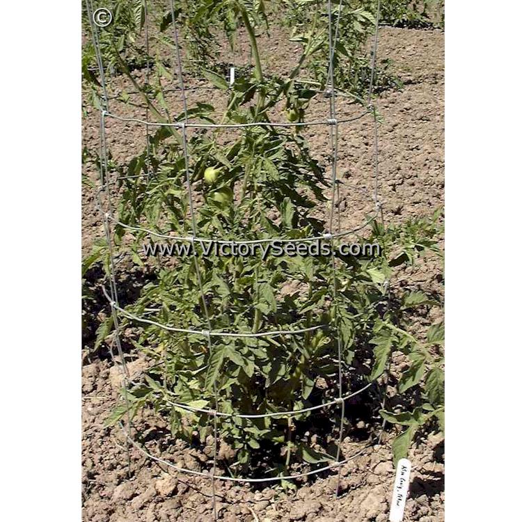 'Yellow Ailsa Craig' tomato plant.