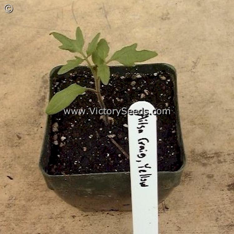 'Yellow Ailsa Craig' tomato seedling.