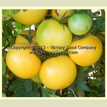 'Yellow Lemon' tomatoes.