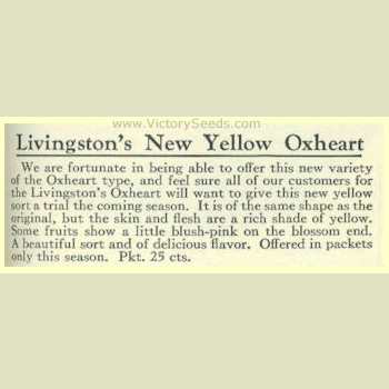 Livingston's 'Yellow Oxheart' descripion from the 1929 Catalog