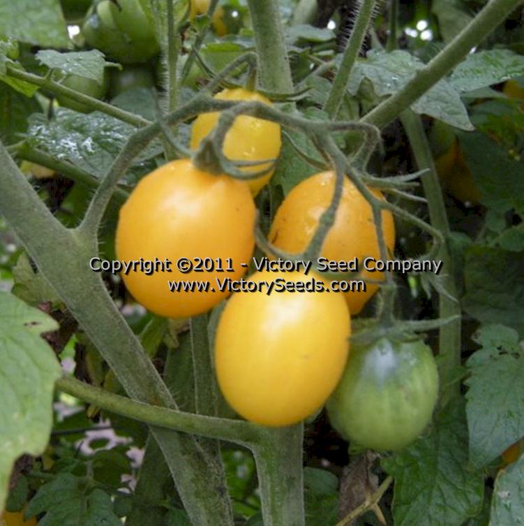 'Yellow Plum' tomatoes.