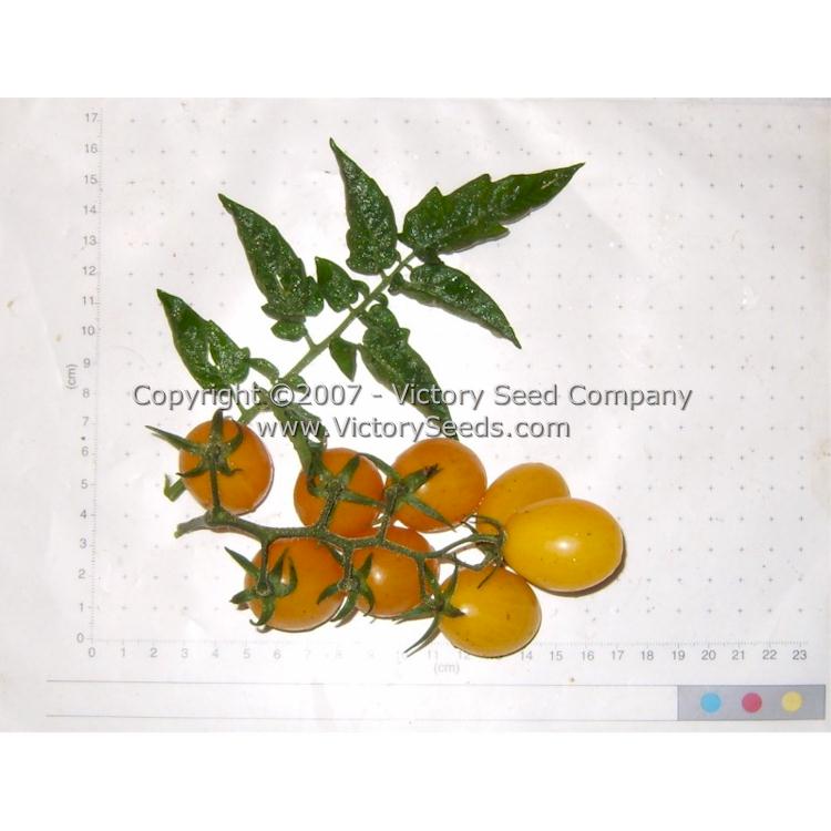 'Yellow Plum' tomatoes.