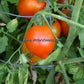 'Yubileyny Tarasenko' tomato.