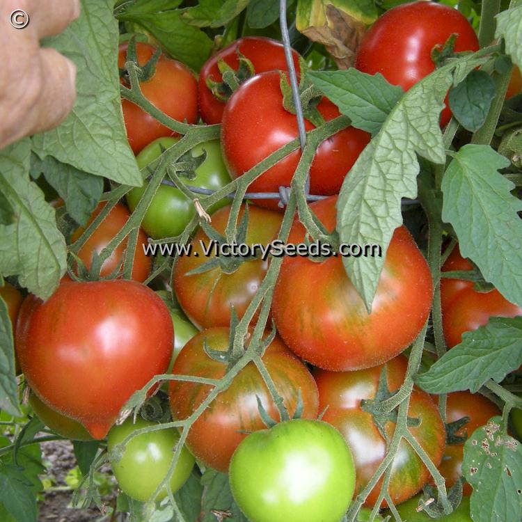 a clusted of 'Yubileyny Tarasenko' tomatoes.