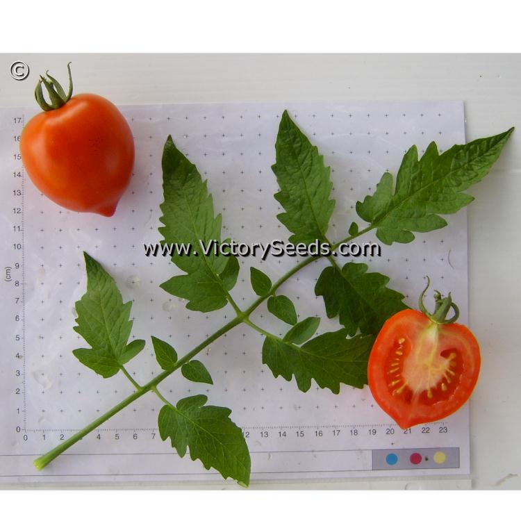 'Yubileyny Tarasenko' tomatoes.