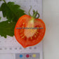 The inside of a 'Yubileyny Tarasenko' tomato.