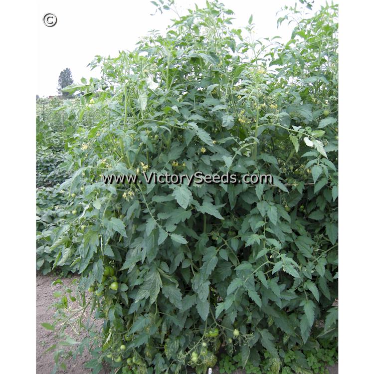 'Yubileyny Tarasenko' tomato plant.