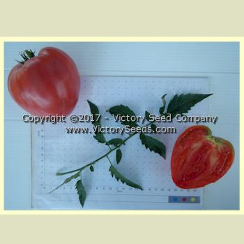 'Yugo Roze' tomatoes.