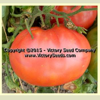 'Yukon Quest' tomato.
