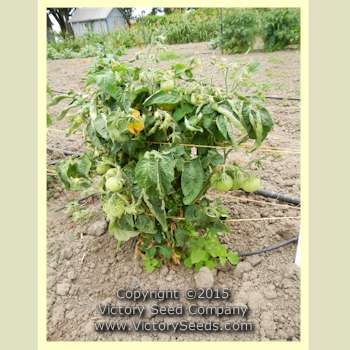 'Yukon Quest' tomato plant.