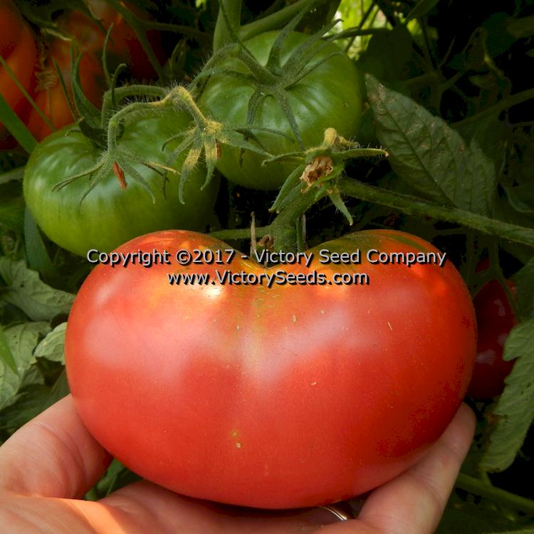 'Yusupov' tomato.