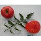 'Yusupov' tomatoes.