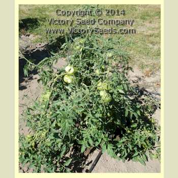 Zolotoy Zapas (&#1047;&#1086;&#1083;&#1086;&#1090;&#1086;&#1081; &#1047;&#1072;&#1087;&#1072;&#1089;) or Gold Reserve tomato plant