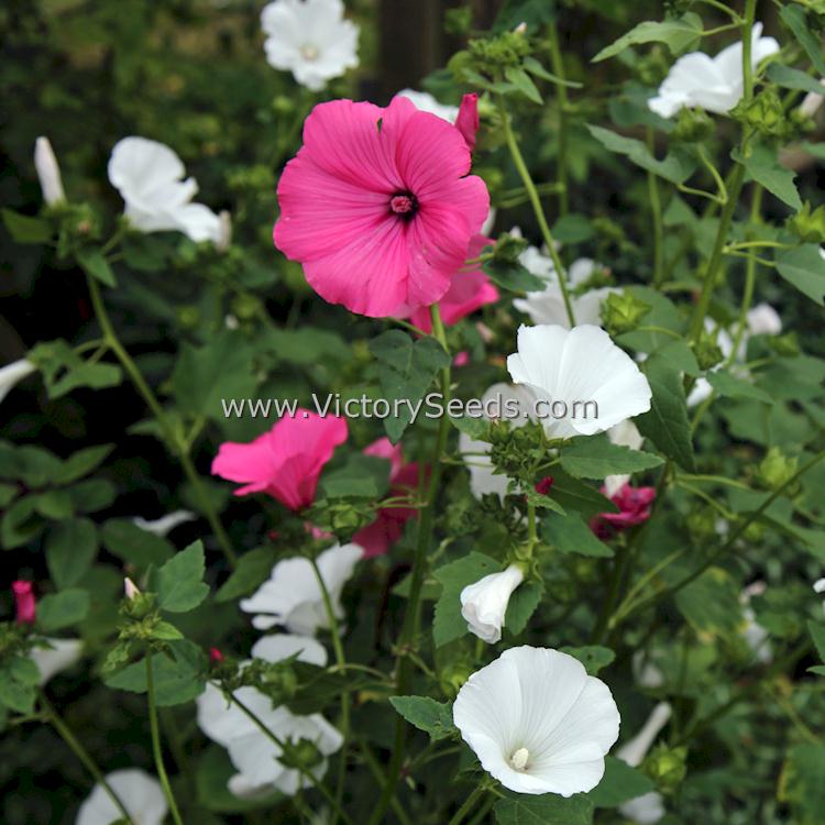 'Tree Mallow' (Lavatera trimestris) - Image courtesy of Acabashi [CC BY-SA 4.0 (https://creativecommons.org/licenses/by-sa/4.0)]