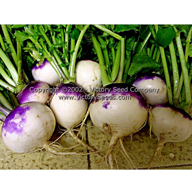 'Purple Top White Globe' turnips.