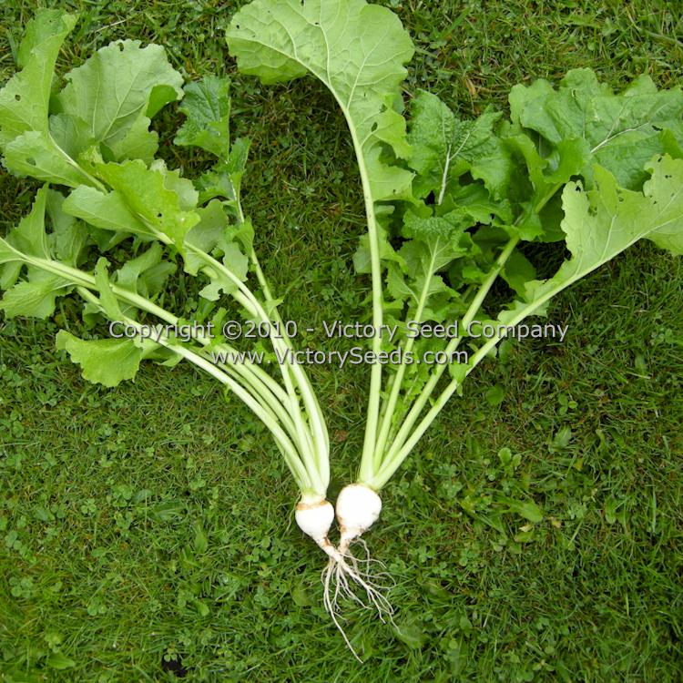 'White Egg', also known as 'Snowball', turnip plants.