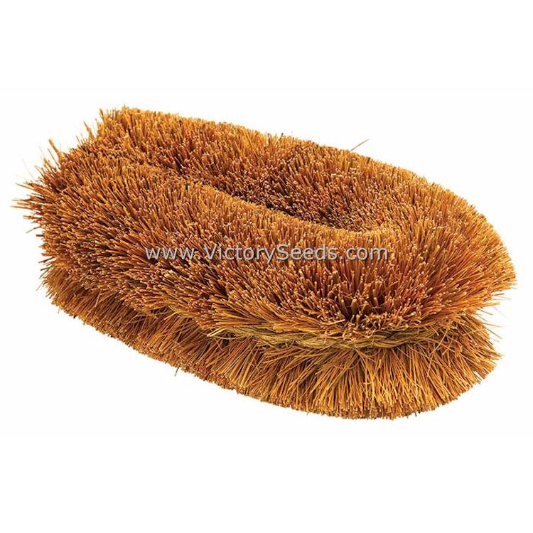 Traditional, Tawashi-style 4-Inch Natural Coir Bristle Scrub Brush