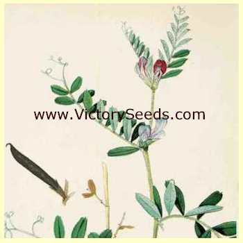 Common Vetch - Vicia sativa