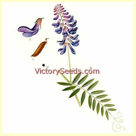 Hairy Vetch - Vicia villosa