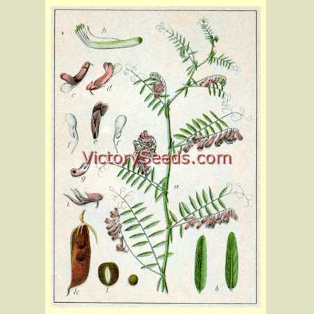 Hairy Vetch - Vicia villosa