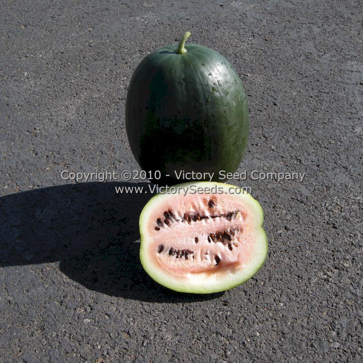 'Arikara' watermelons.