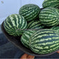 'Crimson Sweet' watermelons. Photo sent in by R. Saldaña.