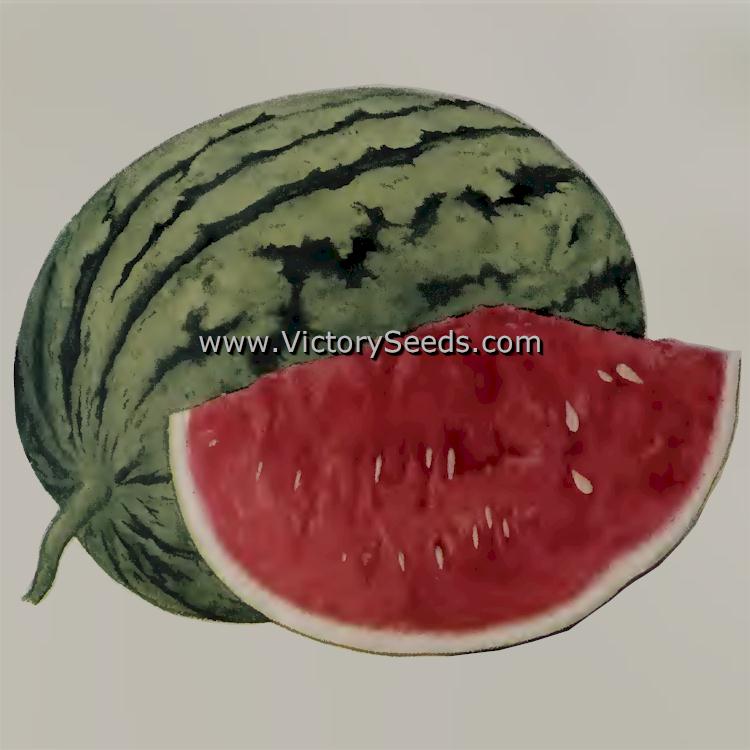 'Dixie Queen' watermelon from the 1936 Condon Brother's Seedsmen, Rockford, Illinois.
