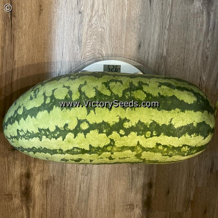 A 52+ pound 'Georgia Rattlesnake' watermelon. Photo sent in by Kevin Alexander of Georgia.